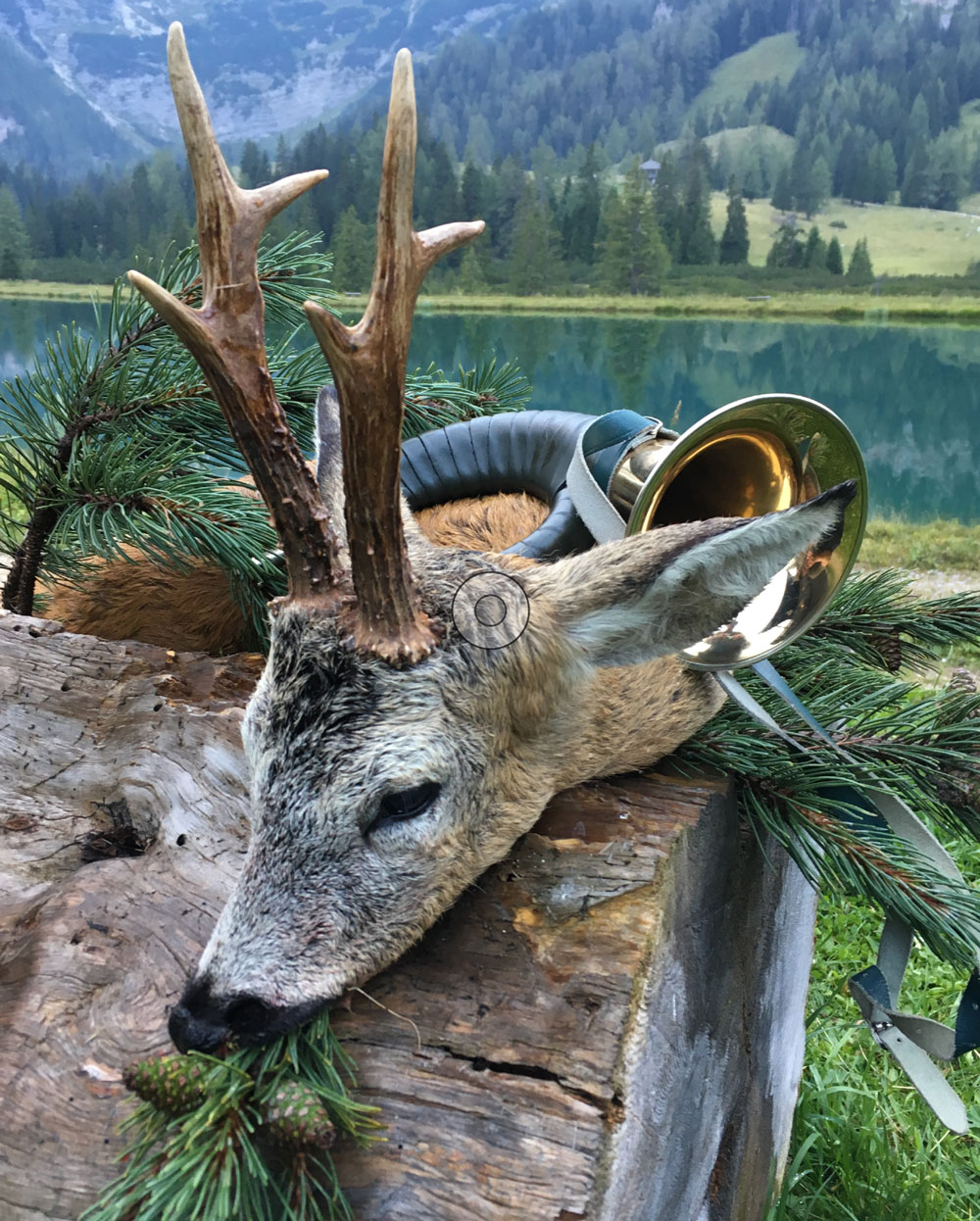 Jagdhornfoto_Rehbock